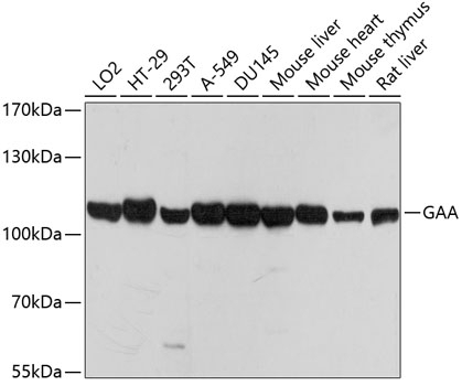GAA Antibody