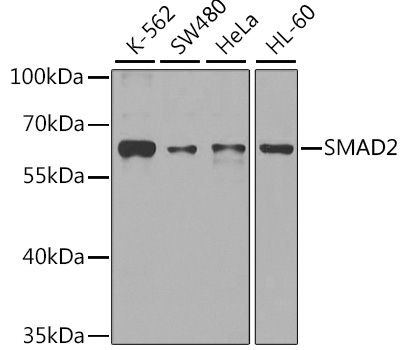 SMAD2 Antibody, KO Validated
