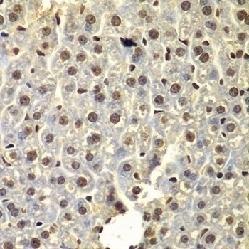 SSX5 Antibody