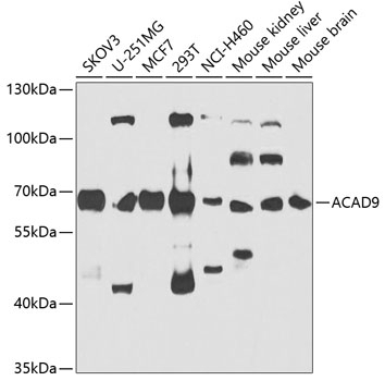 ACAD9 Antibody