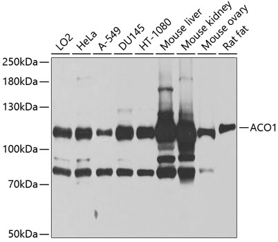 ACO1 Antibody