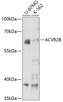 ACVR2B Antibody