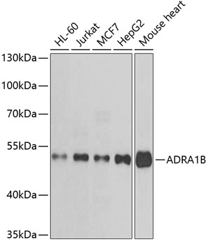 ADRA1B Antibody