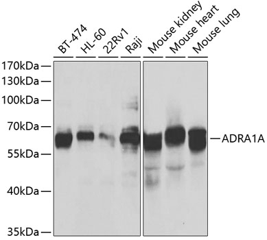 ADRA1A Antibody