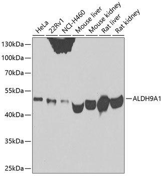 ALDH9A1 Antibody