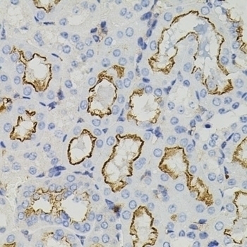 STX1A Antibody