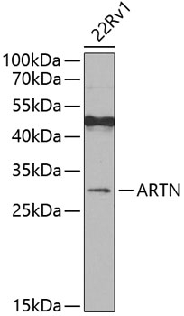 ARTN Antibody