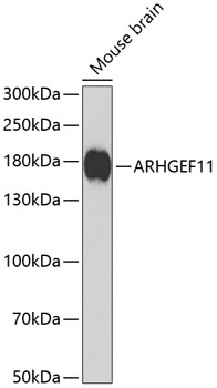 ARHGEF11 Antibody