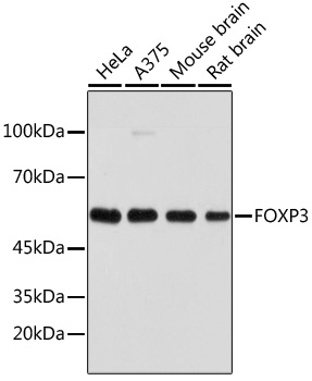 FOXP3 Antibody
