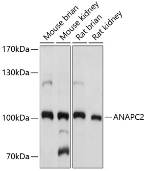 ANAPC2 Antibody