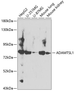 ADAMTSL1 Antibody