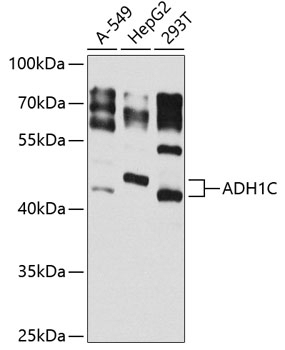 ADH1C Antibody