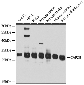CAPZB Antibody