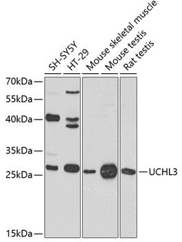 UCHL3 Antibody