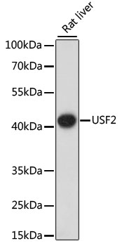 USF2 Antibody