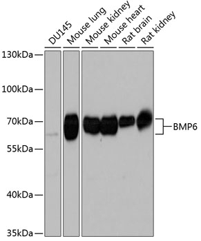BMP6 Antibody