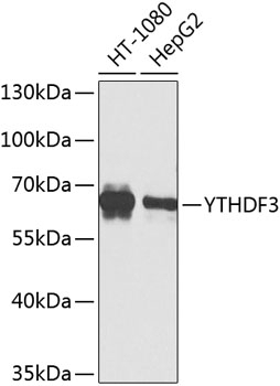 YTHDF3 Antibody