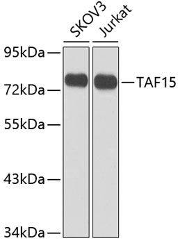 TAF15 Antibody