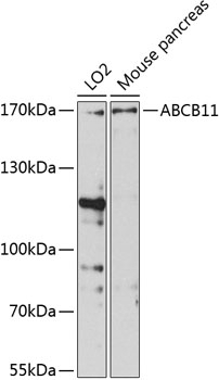 ABCB11 Antibody