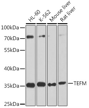 TEFM Antibody