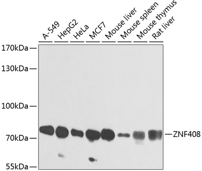 ZNF408 Antibody