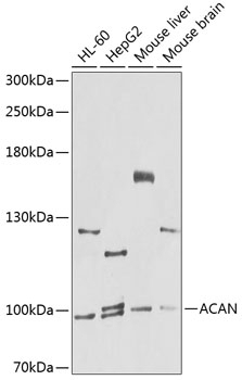 ACAN Antibody