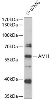 AMH Antibody