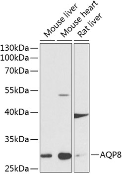 AQP8 Antibody