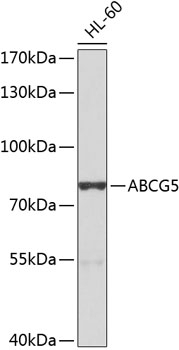 ABCG5 Antibody