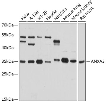 ANXA3 Antibody