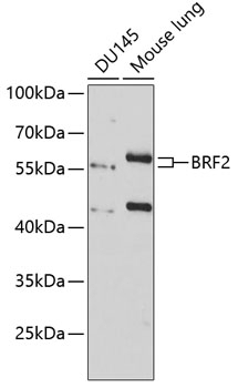 BRF2 Antibody
