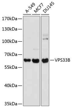 VPS33B Antibody
