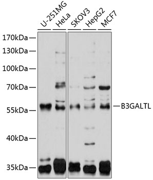 B3GALTL Antibody