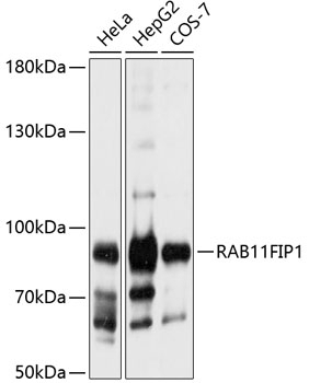 RAB11FIP1 Antibody