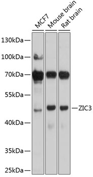 ZIC3 Antibody