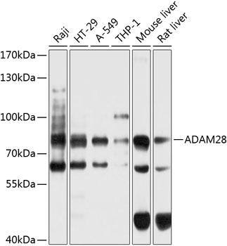 ADAM28 Antibody