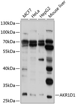 AKR1D1 Antibody