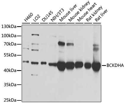 BCKDHA Antibody