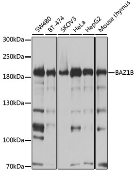 BAZ1B Antibody, KO Validated