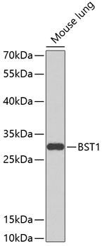 BST1 Antibody