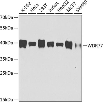 WDR77 Antibody [8B2F7]