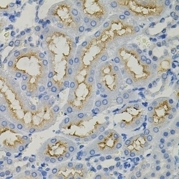 SLC30A1 Antibody