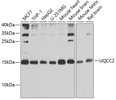 UQCC2 Antibody