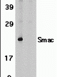 Western blot analysis of Smac in human heart tissue lysate in the absence (A) or presence (B) of blocking peptide (2409P) with Smac antibody at 1 μg /ml.