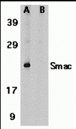 Smac Peptide