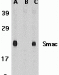 Western blot analysis of Smac in mouse heart tissue lysate in the absence (A) or presence (B) of blocking peptide (2411P) and in rat heart tissue lysate with Smac antibody at 1 μg /ml.