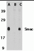 Smac Peptide