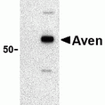 Western blot analysis of Aven in Raji cell lysate with Aven antibody at 1 μg/mL in (A) the presence and (B) the absence of blocking peptide (2413P).