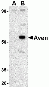 Aven Peptide