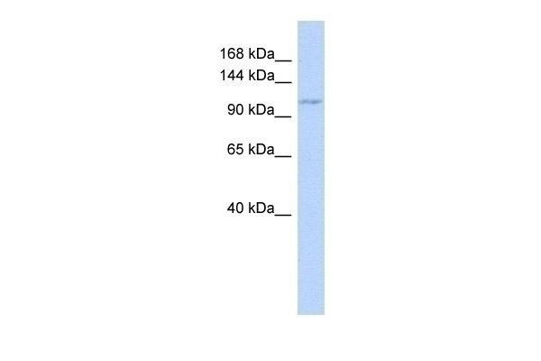 ZC3H7B Antibody